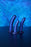 Smooth G-Spot Dildo - 5'' / 12 cm - Metallic Blue